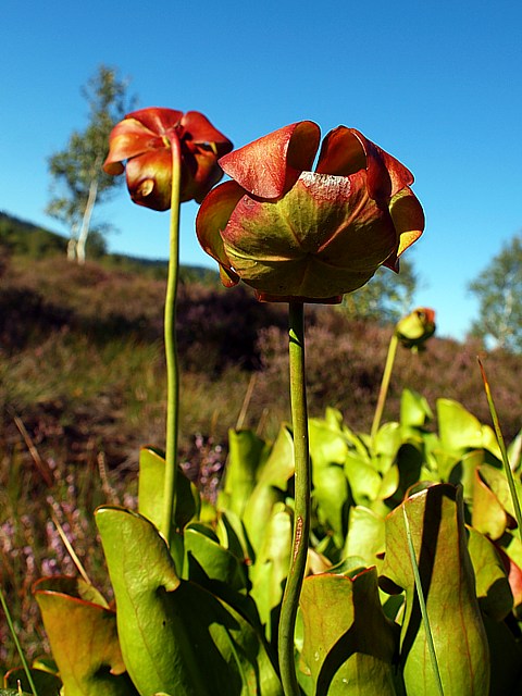 Sarracnie, sarracenia purpurea