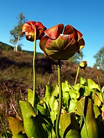 Sarracénie, sarracenia purpurea