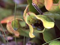 Sarracénie, sarracenia purpurea