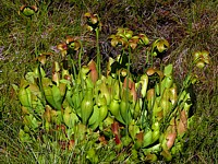 Sarracénies