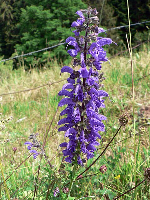 Sauge des prs - salvia pratensis