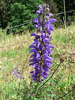 Sauge des prés, salvia pratensis