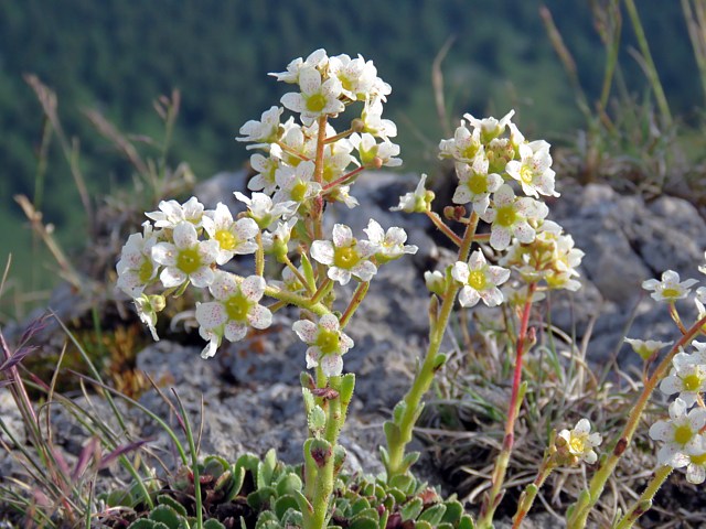 Saxifrage panicule, saxifraga paniculata