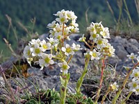 Saxifrage paniculée, saxifraga paniculata