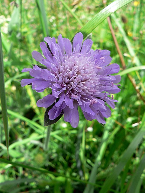 Scabieuse des champs, knautia arvensis