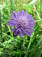 Scabieuse, knautia arvensis