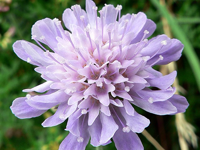 Scabieuse des champs - Knautia arvensis
