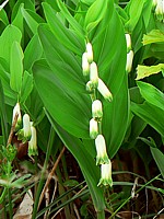 Sceau-de-Salomon, polygonatum odoratum