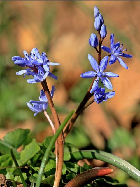 Scille  deux feuilles, scilla bifolia