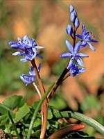 Scille à 2 feuilles, scilla bifolia