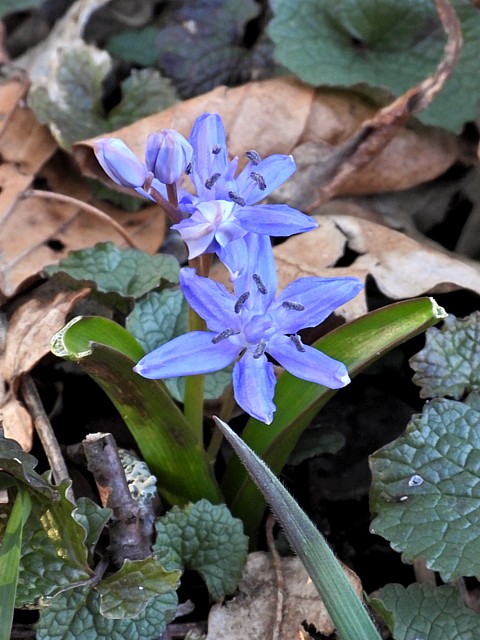 Scille à deux feuilles, scilla bifolia