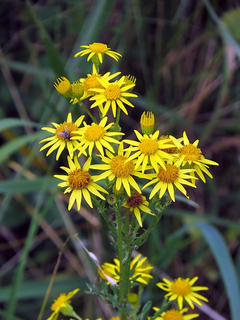 Sneon de Jacob, senecio jacobaea
