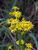 Séneçon de Jacob, senecio jacobaea