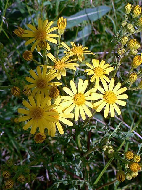 Sneon jacobe, senecio jacobaea