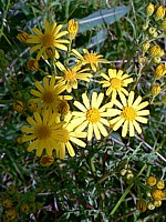 Séneçon de jacobée, senecio jacobaea