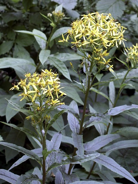 Séneçon de Fuchs, senecio ovatus