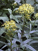 Séneçon de Fuchs, senecio ovatus