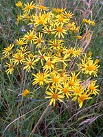 Séneçon des marais, senecio paludosus