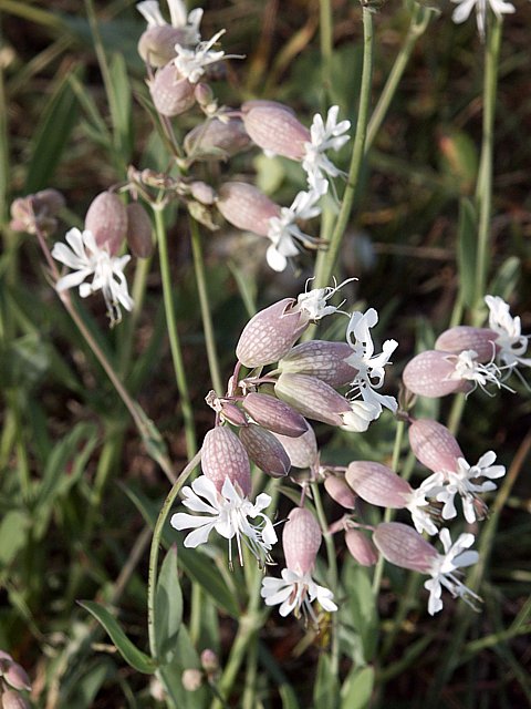 Silne enfl, silene vulgaris