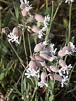 Silène enflé, silene vulgaris