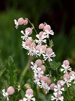 Silène enflé, silene vulgaris