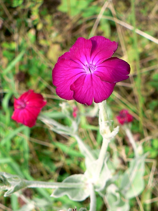 Sil�ne coronaire, silene coronaria