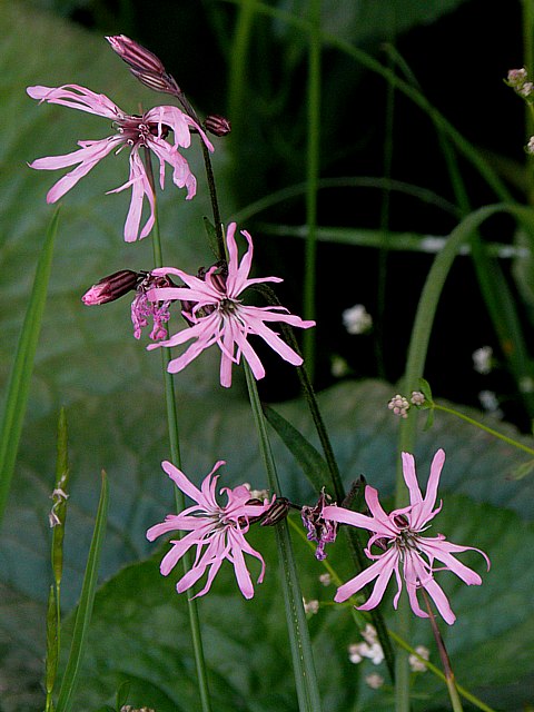 Silne fleur-de-coucou - silene flos-cuculi