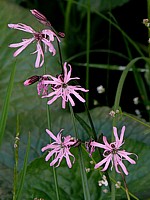 Silène fleur-de-coucou, silene flos-cuculi