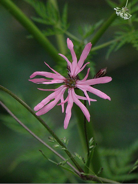 Silne fleur-de-coucou - silene flos-cuculi