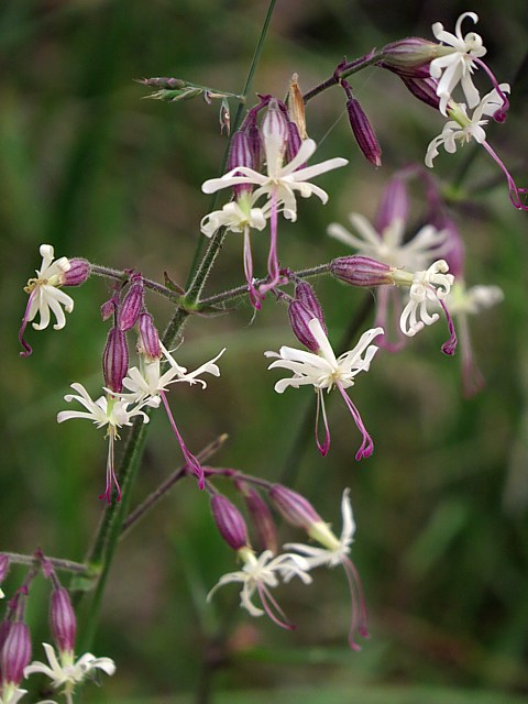 Silne pench, silene nutans