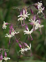 Silène penché, silene nutans