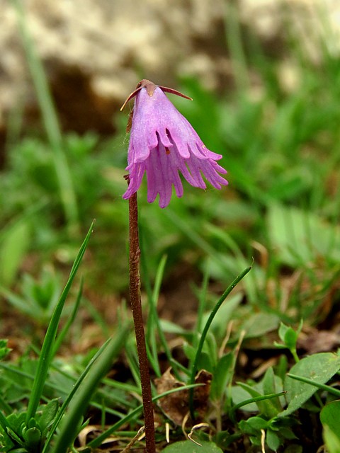 Soldanelle des Alpes, soldanella alpina