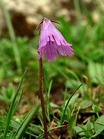soldanelle des alpes, soldanella alpina
