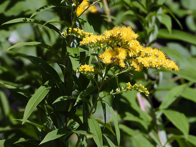 Solidage gant, solidago gigantea aiton