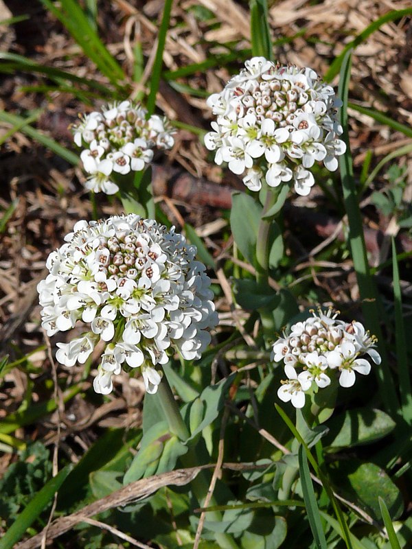 Tabouret alpestre, thlaspi alpestre