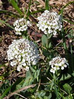 Tabouret alpestre, thlaspi alpestre