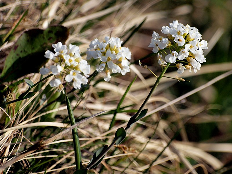 Tabouret des montagnes, thlaspi montanum