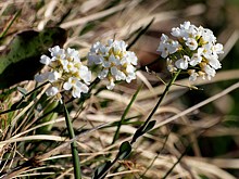 Tabouret des montagnes, thlaspi montanum