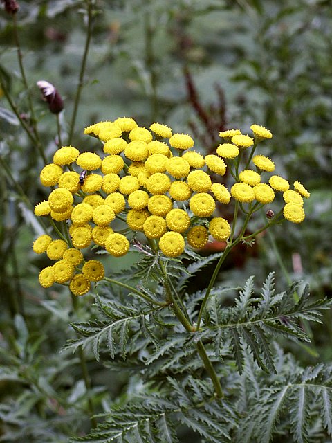 Tanaisie, tanacetum vulgare