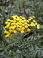 Tanaisie, tanacetum vulgare