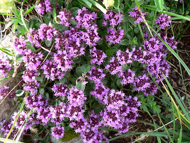 Thym serpolet - thymus serpyllum