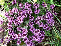 Thym serpolet, thymus serpyllum