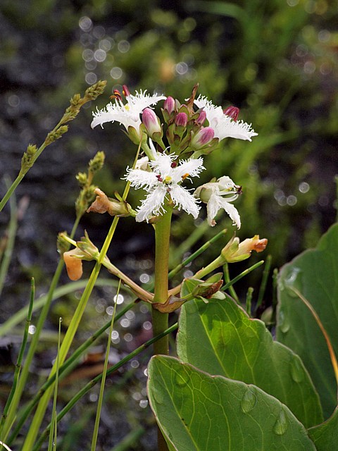 Trfle d'eau - menyanthes trifoliata