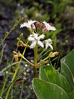 Trèfle d'eau, menyanthes trifoliata