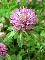 Trèfle commun, trifolium pratense