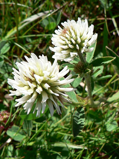 Trfle de montagne, trifolium montanum