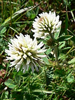 Trèfle de montagne, trifolium montanum