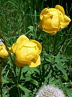 Trolle d'Europe, trollius europaeus