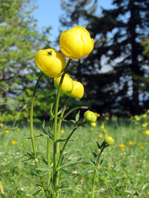 Trolle d'Europe, trollius europaeus