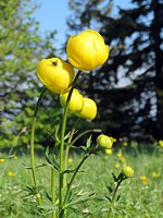 Trolle d'Europe, trollius europaeus